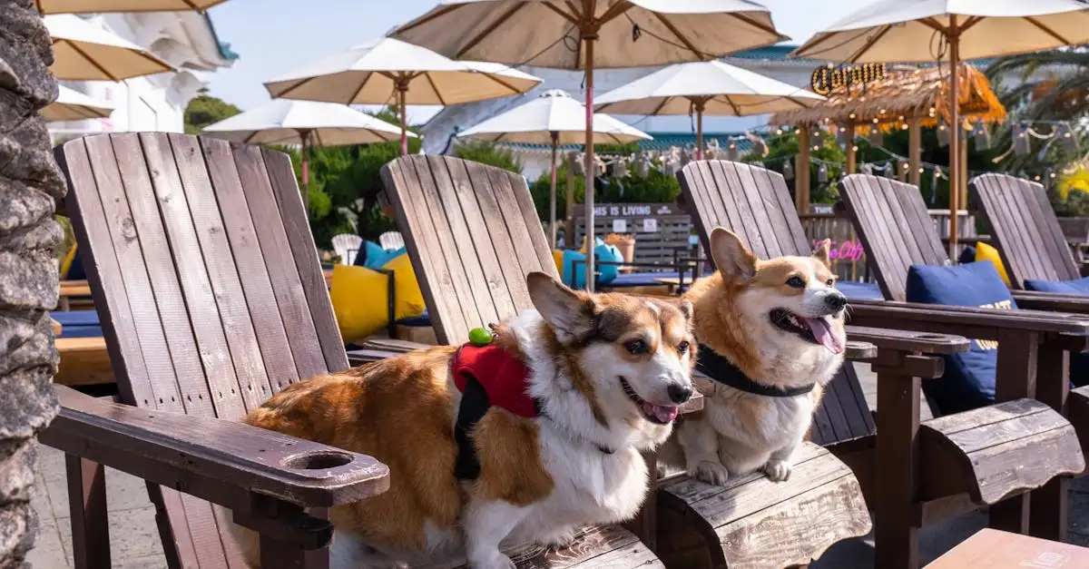 Luxusurlaub mit Hund am Meer: Exklusive Hotels für Vierbeiner