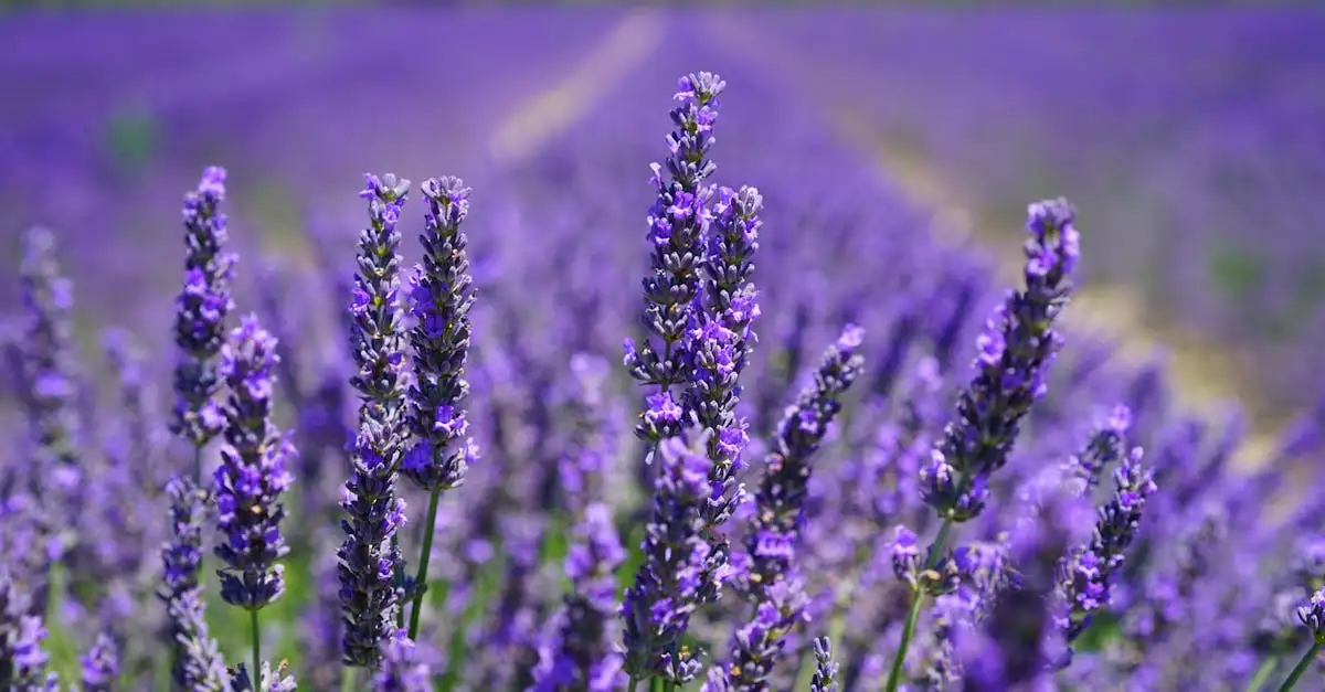Luxushotels in der Provence: Traumhafte Aufenthalte buchen