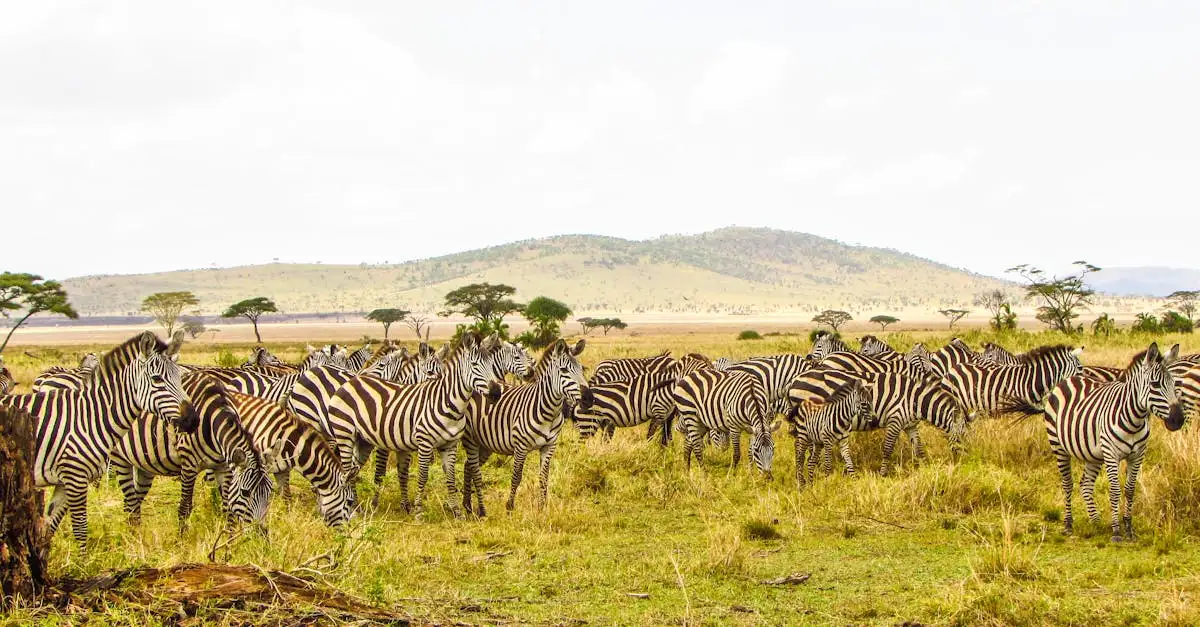 Luxushotels in Tansania: Traumhafte Safari- und Strandreisen